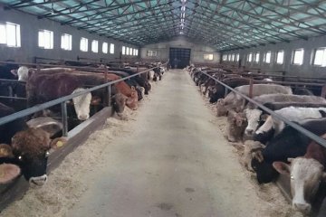 Doğuş Hayvancılık ve Besicilik Çiftliğimiz