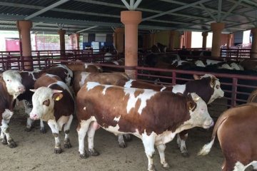 Doğuş Hayvancılık ve Besicilik Çiftliğimiz