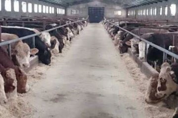 Doğuş Hayvancılık ve Besicilik Çiftliğimiz