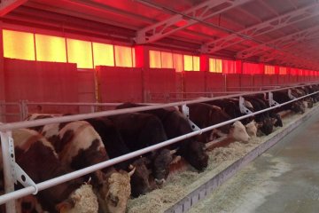 Doğuş Hayvancılık ve Besicilik Çiftliğimiz