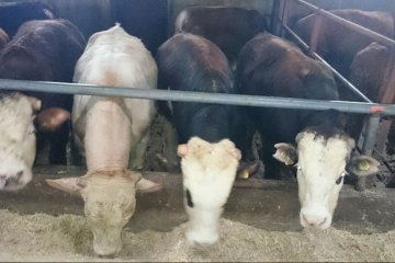 Doğuş Hayvancılık ve Besicilik Çiftliğimiz