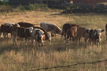 Doğuş Hayvancılık ve Besicilik Çiftliğimiz