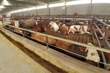 Doğuş Hayvancılık ve Besicilik Çiftliğimiz