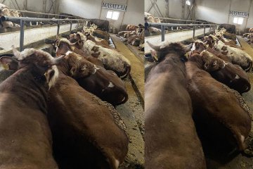 Doğuş Hayvancılık ve Besicilik Çiftliğimiz