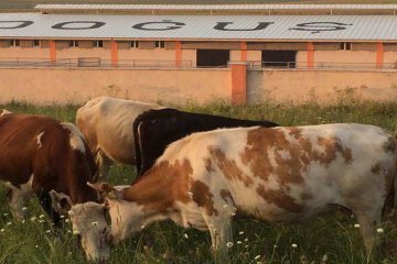 Doğuş Hayvancılık ve Besicilik Çiftliğimiz