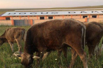 Doğuş Hayvancılık ve Besicilik Çiftliğimiz