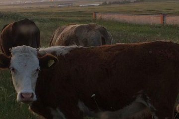 Doğuş Hayvancılık ve Besicilik Çiftliğimiz