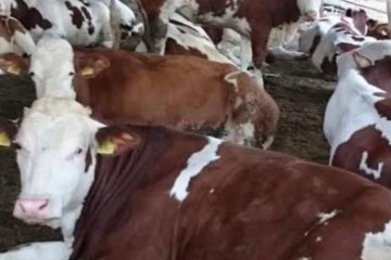 Doğuş Hayvancılık ve Besicilik Çiftliğimiz