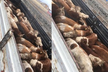 Satış ve Sevkiyatlar