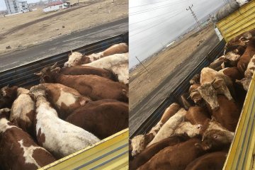 Satış ve Sevkiyatlar