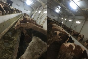 Doğuş Hayvancılık ve Besicilik Çiftliğimiz