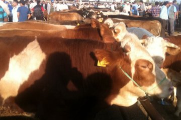 Satış ve Sevkiyatlar