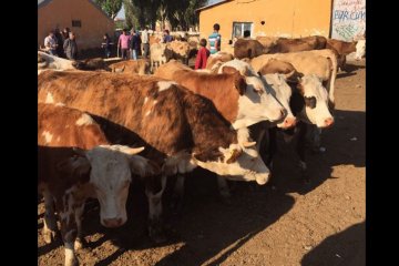 Satış ve Sevkiyatlar