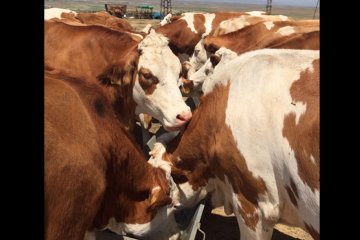 Satış ve Sevkiyatlar