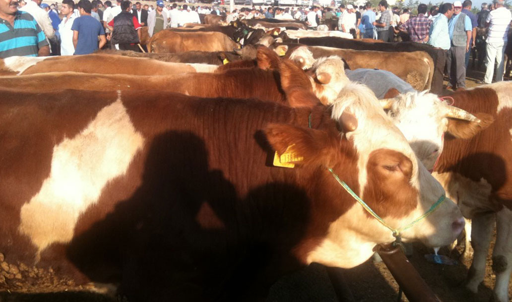 Satış ve Sevkiyatlar