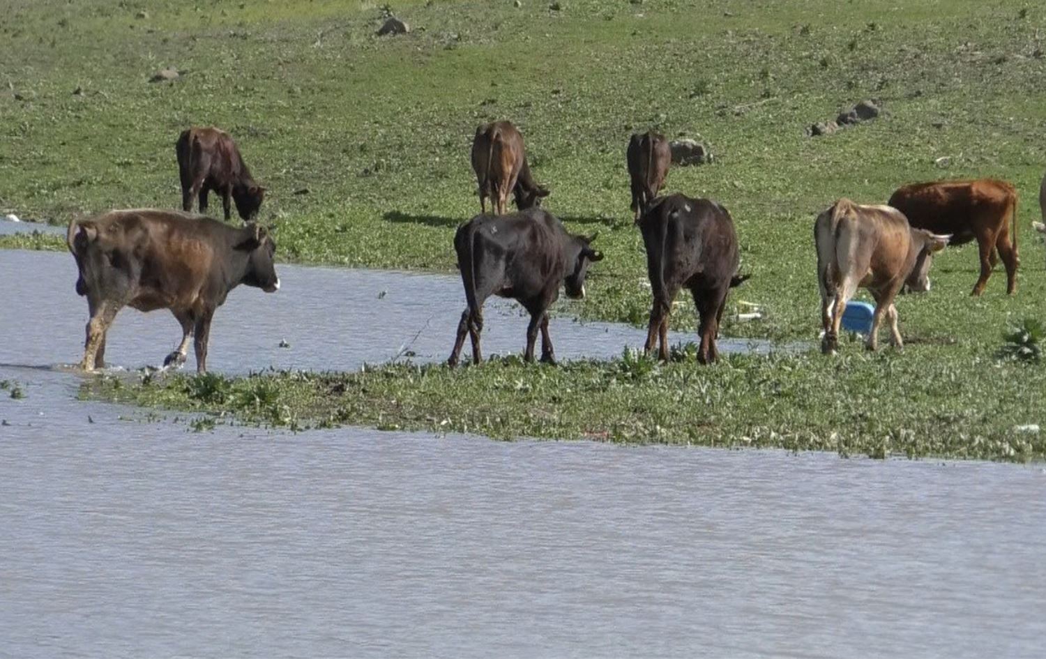 Türkiye’nin büyükbaş hayvan ihtiyacını Kars karşılıyor