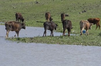 Türkiye’nin büyükbaş hayvan ihtiyacını Kars karşılıyor