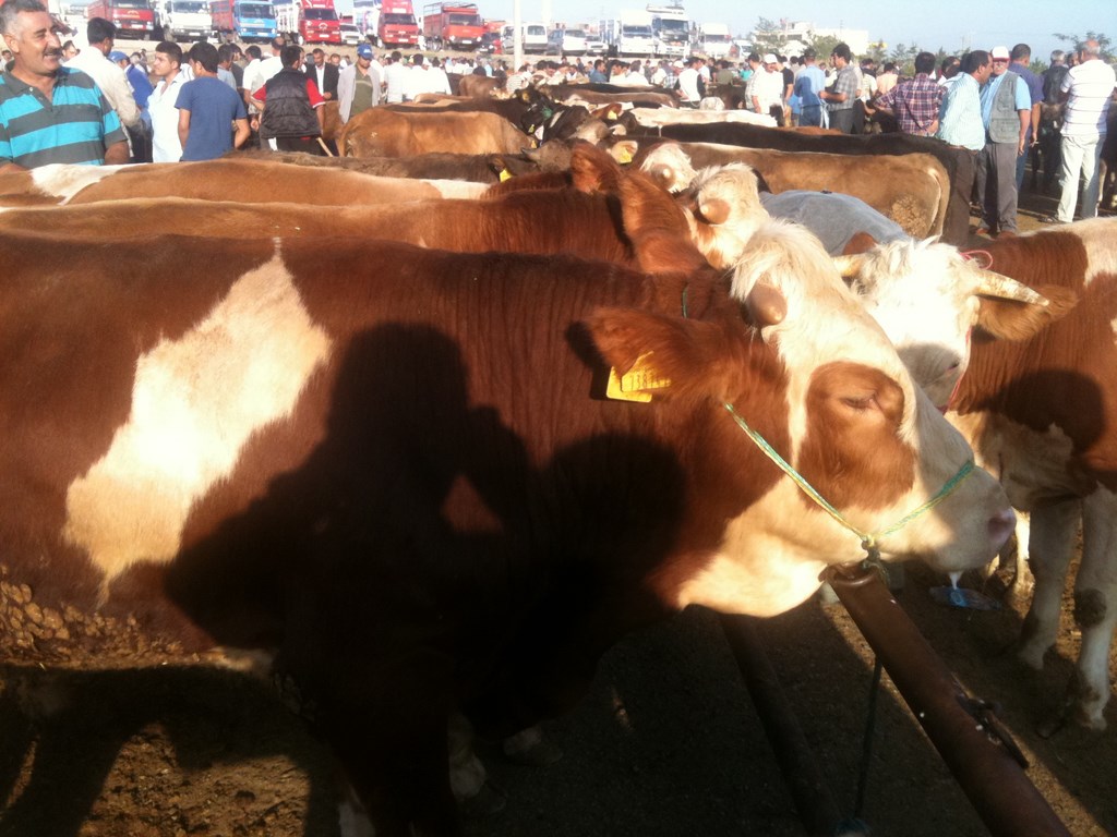 Kars Hayvan Pazarı Yeni